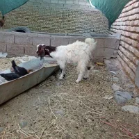 حیوانات مزرعه