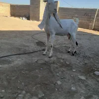 بز گلابی سقلو زا
