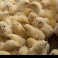جوجه راس 308 گوشتی