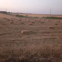 فروش کاه و کلش همراه با علف و گندم