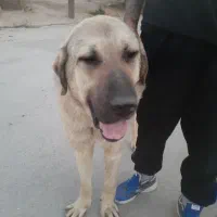 سگ پژدر واگذاری