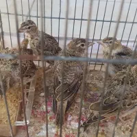 جوجه سهره خاکی