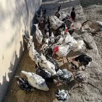 تخم نطفه دار گلین