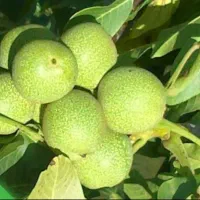 اجاره درختان گردو و بادام شما