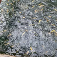 استخدام کارگر پرورش ماهی