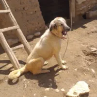 ماده پژدر