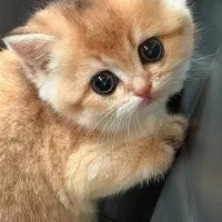 گربه بغلی و اصیل