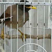 مینای ۳.۵ماهه