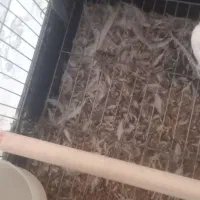 عروس معاوضه بامرغ