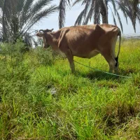 گاو اوستن جرسی