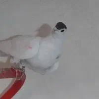 وسایل شخصی حراج