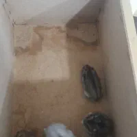همستر