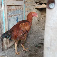 یک عدد خروس لاری