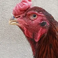خروس لاری اوشامو افغان