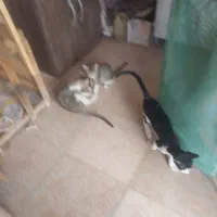 چهارگربه نره وماده قرص انگل خوردن هم واکسن زدن