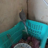 عروس هلندی نر اهلی