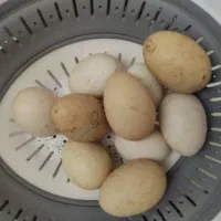 تخم مرغ لاری نژاد دار