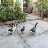 غازنروماده