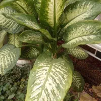 گل طبیعی برای فروش