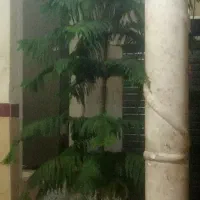 کاج مطبق