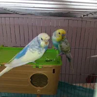 مرغ عشق با قفس