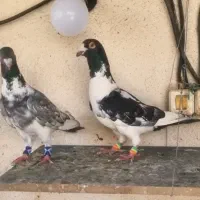 ۳تا کبوتر ابلغ باهم