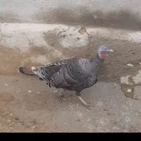 بوقلمون‌ماده‌چاق
