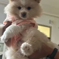فروش سگ نژادپامرروباهی سه ماهه واکسن خورده
