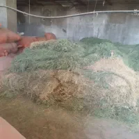 سلام گاه وگیده کیسه ای لادیز وتروشت کبابی