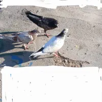 کبوتر