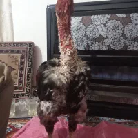 یخچال. لاری