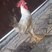 خروس جوان سرحال