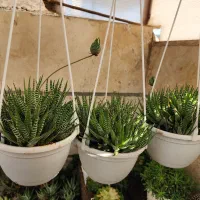 هاورتیا گورخری