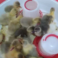 جوجه غاز محلی پنج روزه