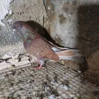 کبوتر|پرنده|پارس‌آباد, |دیوار