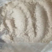 جوانه گندم