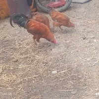 مرغ و خروس