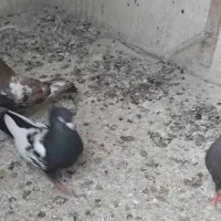کفتر|پرنده|مشهد, گاز|دیوار