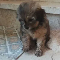 سگ ۳