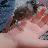 قناری خوش اواز همراه با قفس