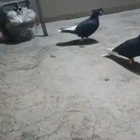 کفتر