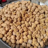 گردو پوست کاغذی ضمانتی