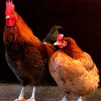 مرغ گمشده