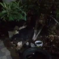 فروش یک راس کهره نر