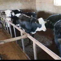گوسالەپای پروار