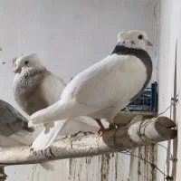فروش 20تا کبوتر طوقی پرشی