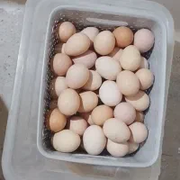 فروش تخم مرغ محلی گرید A+++