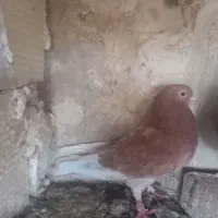 کبوتر زرد