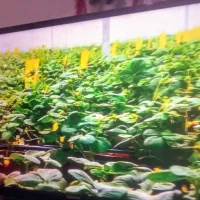 ال سی دی 42اینچ سامسونگ