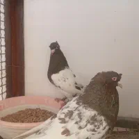 کفتر|پرنده|شیراز, شهرک گلستان|دیوار